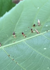 Caryomyia striolata