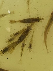 Paratya curvirostris