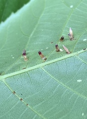 Caryomyia striolata