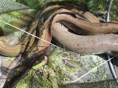 Anguilla dieffenbachii