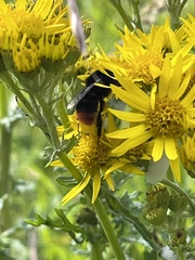 Bombus lapidarius