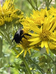 Bombus lapidarius