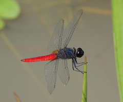 Planiplax