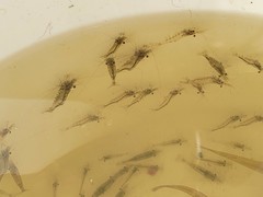 Paratya curvirostris