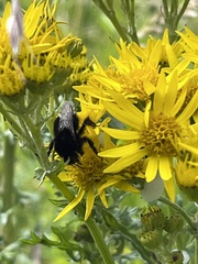 Bombus lapidarius