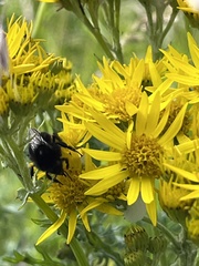 Bombus lapidarius