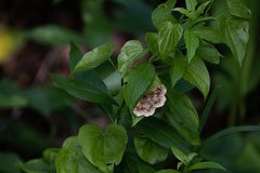 Metarranthis refractaria