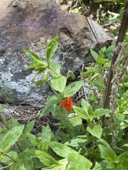 Erythranthe cinnabarina
