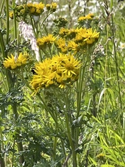 Jacobaea