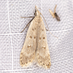 Dichomeris punctidiscellus