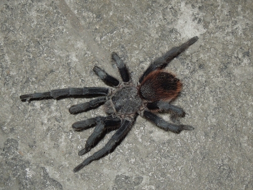 Pedregal Tarantula