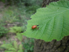 Apoderus coryli