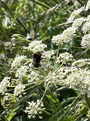 Bombus
