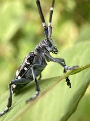 Anoplophora chinensis
