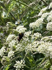 Bombus