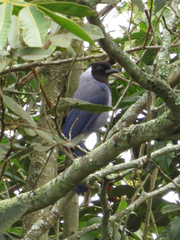 Cyanocorax violaceus