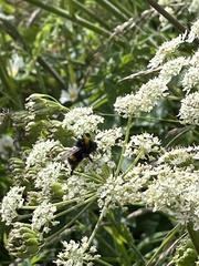 Bombus