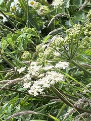 Heracleum