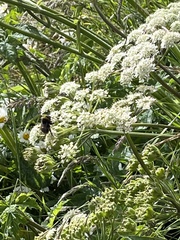 Heracleum