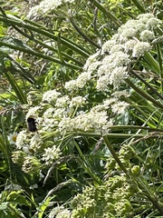 Heracleum