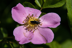 Typocerus lugubris