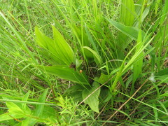 Cypripedium candidum