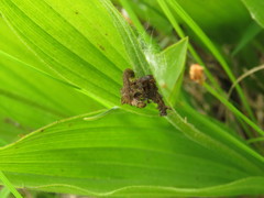 Cypripedium candidum