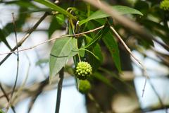 Cephalanthus glabratus