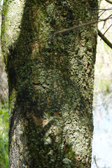 Cephalanthus glabratus