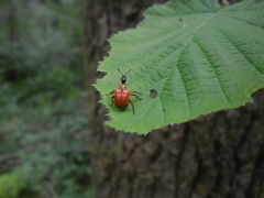 Apoderus coryli