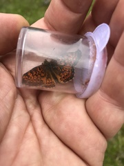 Boloria eunomia