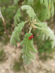 Benibotarus alternatus