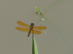 Perithemis tenera