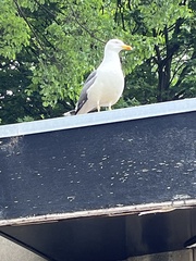Larus argentatus
