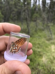 Boloria eunomia