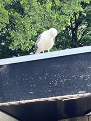 Larus argentatus