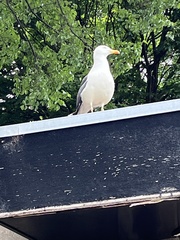Larus argentatus