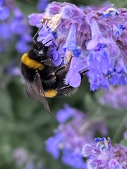 Bombus