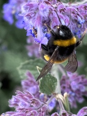 Bombus
