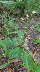 Elytraria caroliniensis