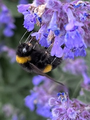 Bombus