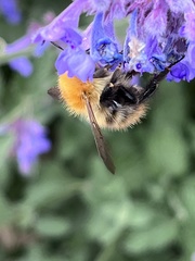 Bombus pascuorum