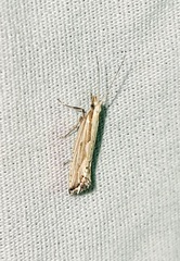 Plutella porrectella