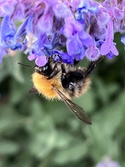 Bombus pascuorum