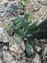 Alstroemeriaceae