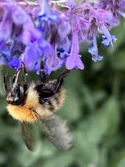 Bombus pascuorum
