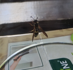 Ancistrocerus antilope