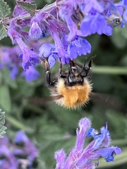 Bombus pascuorum