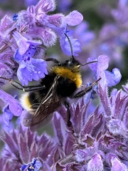 Bombus