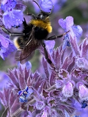 Bombus